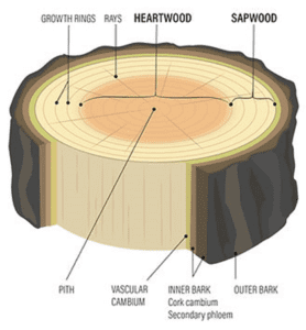 Preserving Wood's Integrity: The Science and Strategies of Wood Treatment and Protection